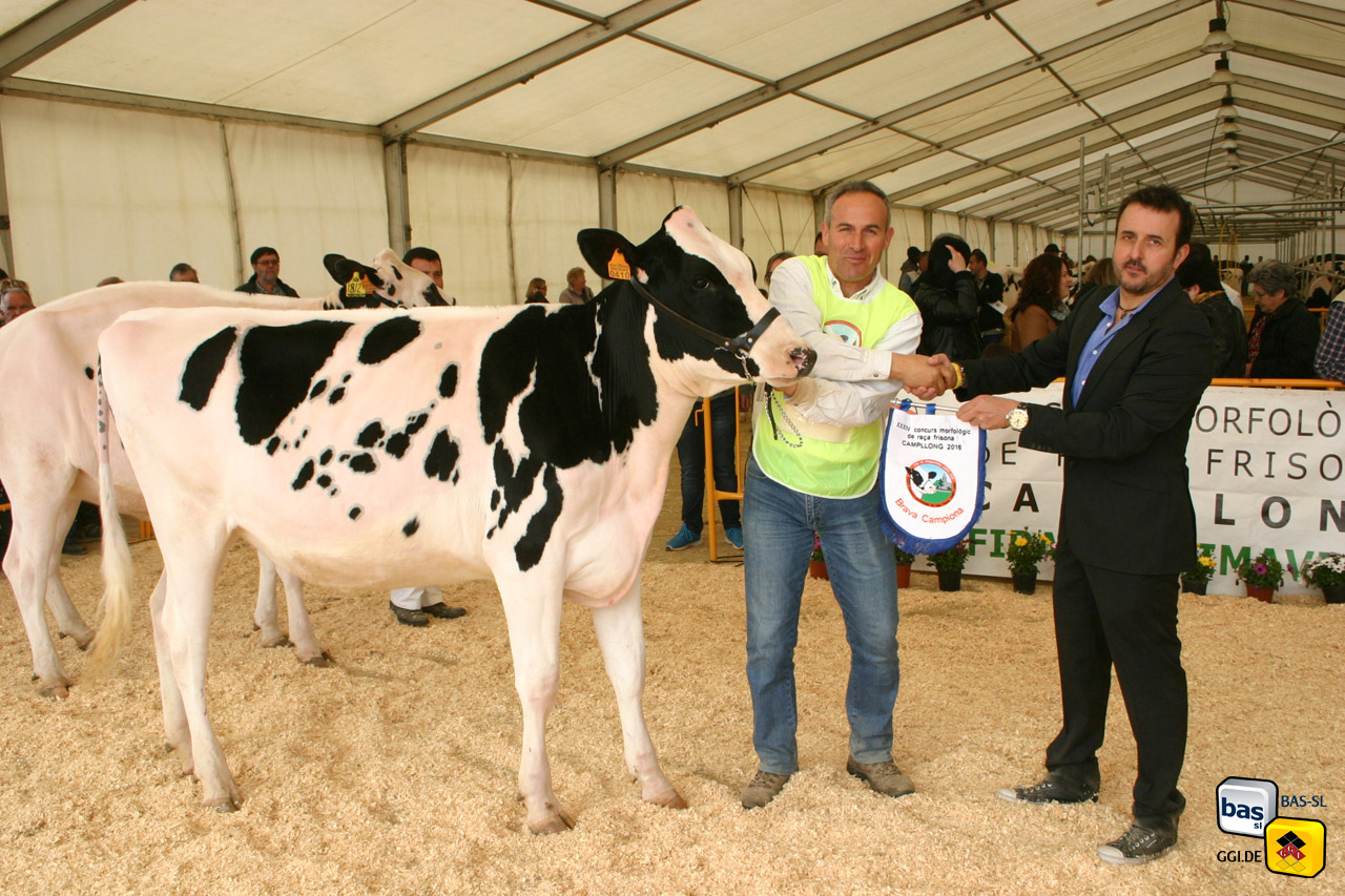 BAS·GGI - CONCURS MORFOLÒGIC CAMPLLONG 2016M
