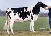 TOP VENTAS 2011 | ELEVE  142245
