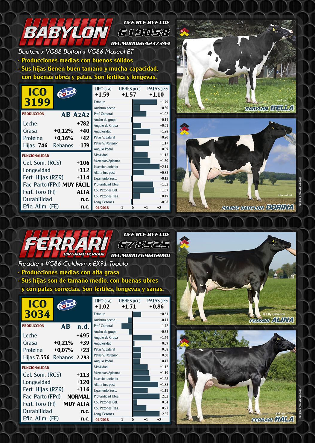 BAS&middot;GGI - Toros MUY FERTILES para Verano !!