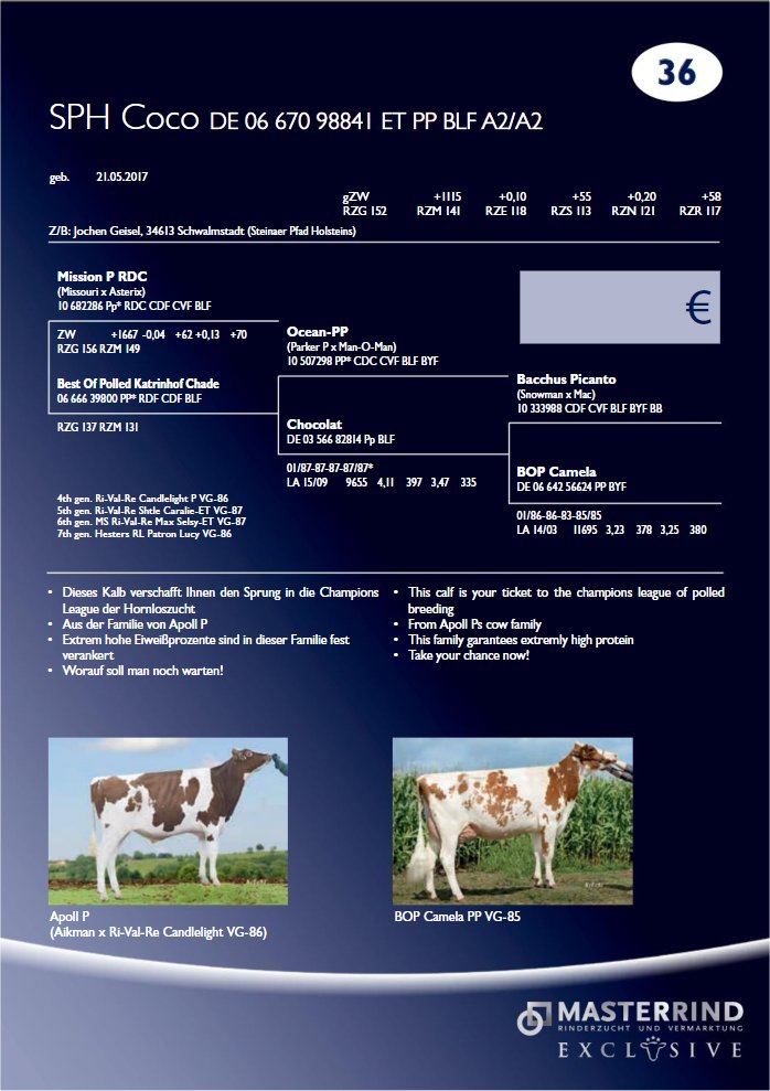 SPH COCO PP, hija de MISSION P vendida por 11.000 &euro; en la LINGEN AUKTION