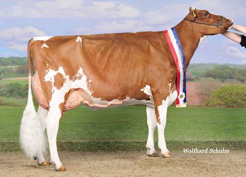 HAH DIANA, hija de LABEL P GRAND CHAMPION en NEUM�NSTER AM ABEND 2018