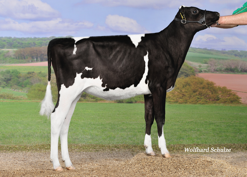 SPH COCO PP, hija de MISSION P vendida por 11.000 &euro; en la LINGEN AUKTION