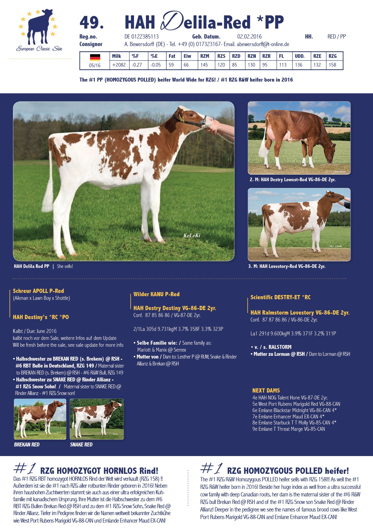 HAH Delila Red PP, hija de APOLL P vendida por 42.000 &euro;