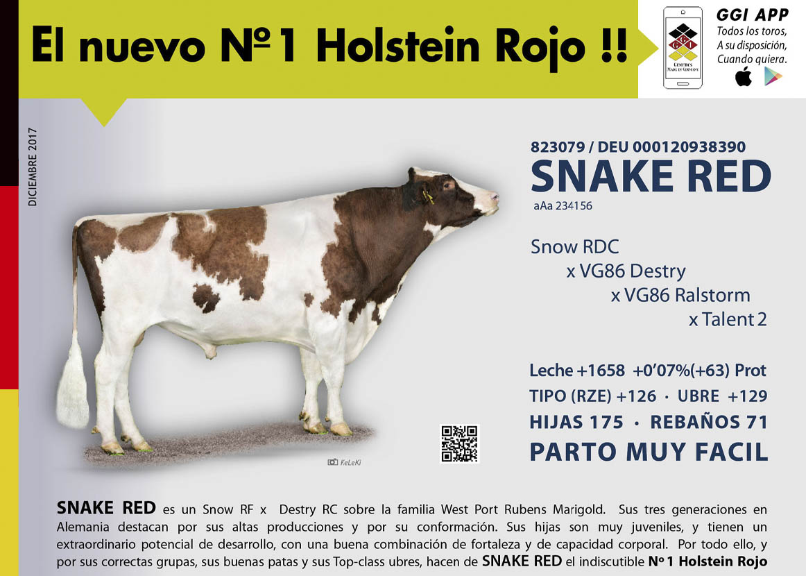 SNAKE RED, NUMERO UNO RED HOLSTEIN !!